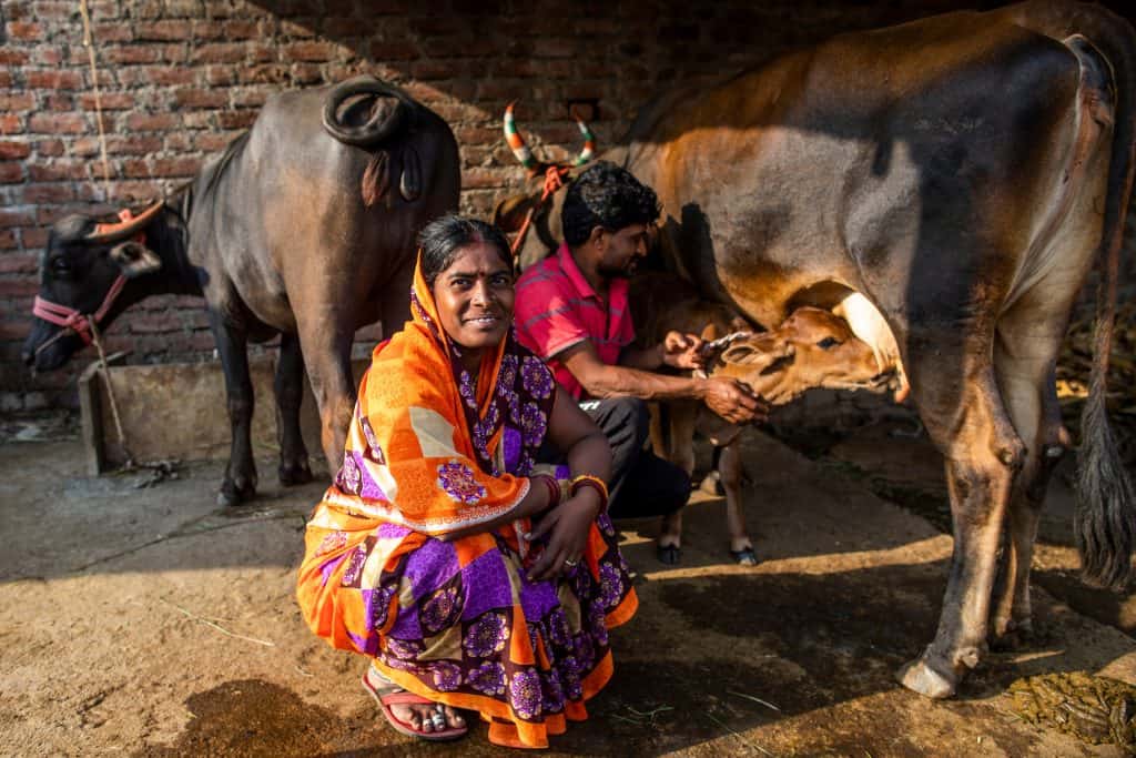 A woman by her livestock