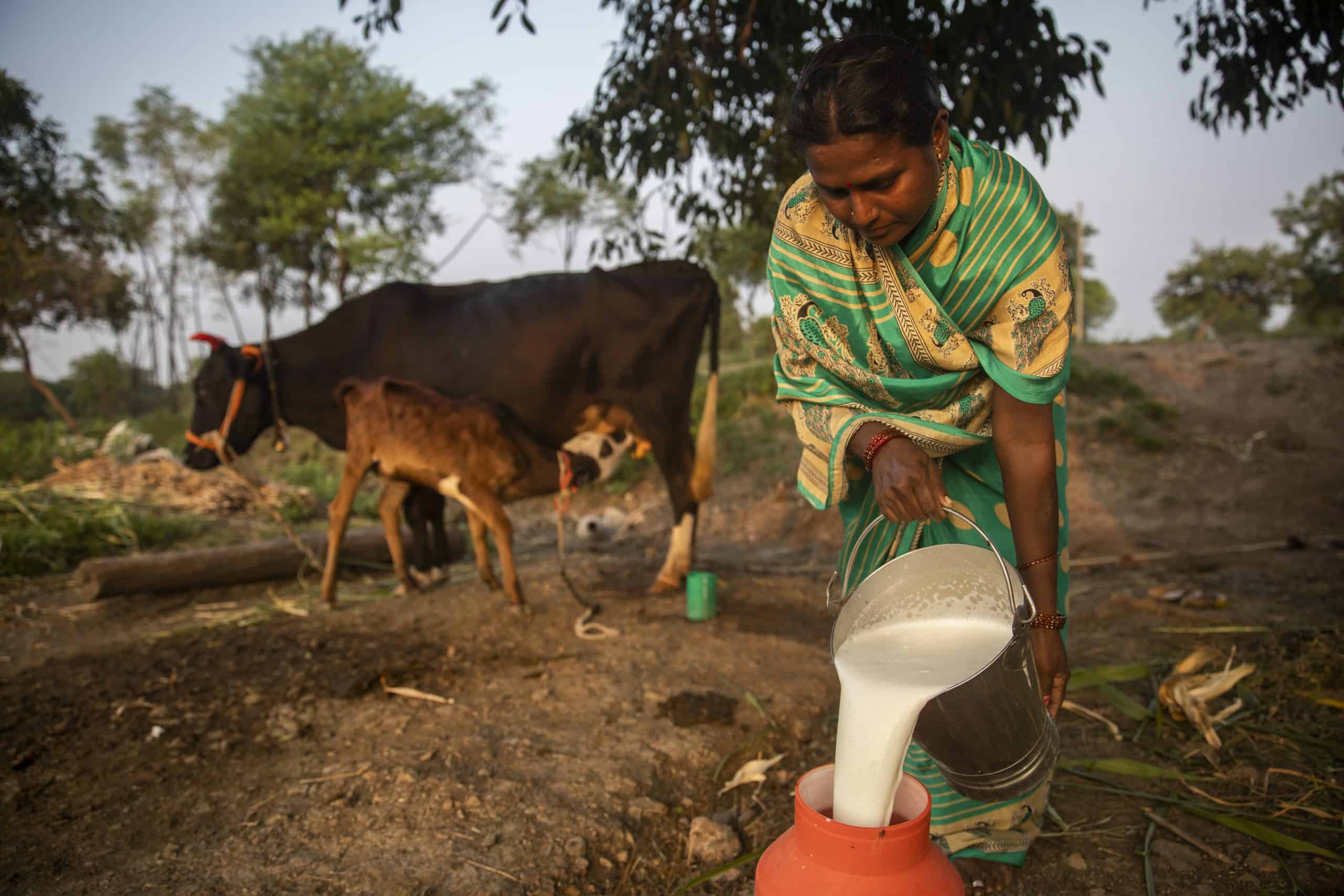 A woman pouring milk from a bucket