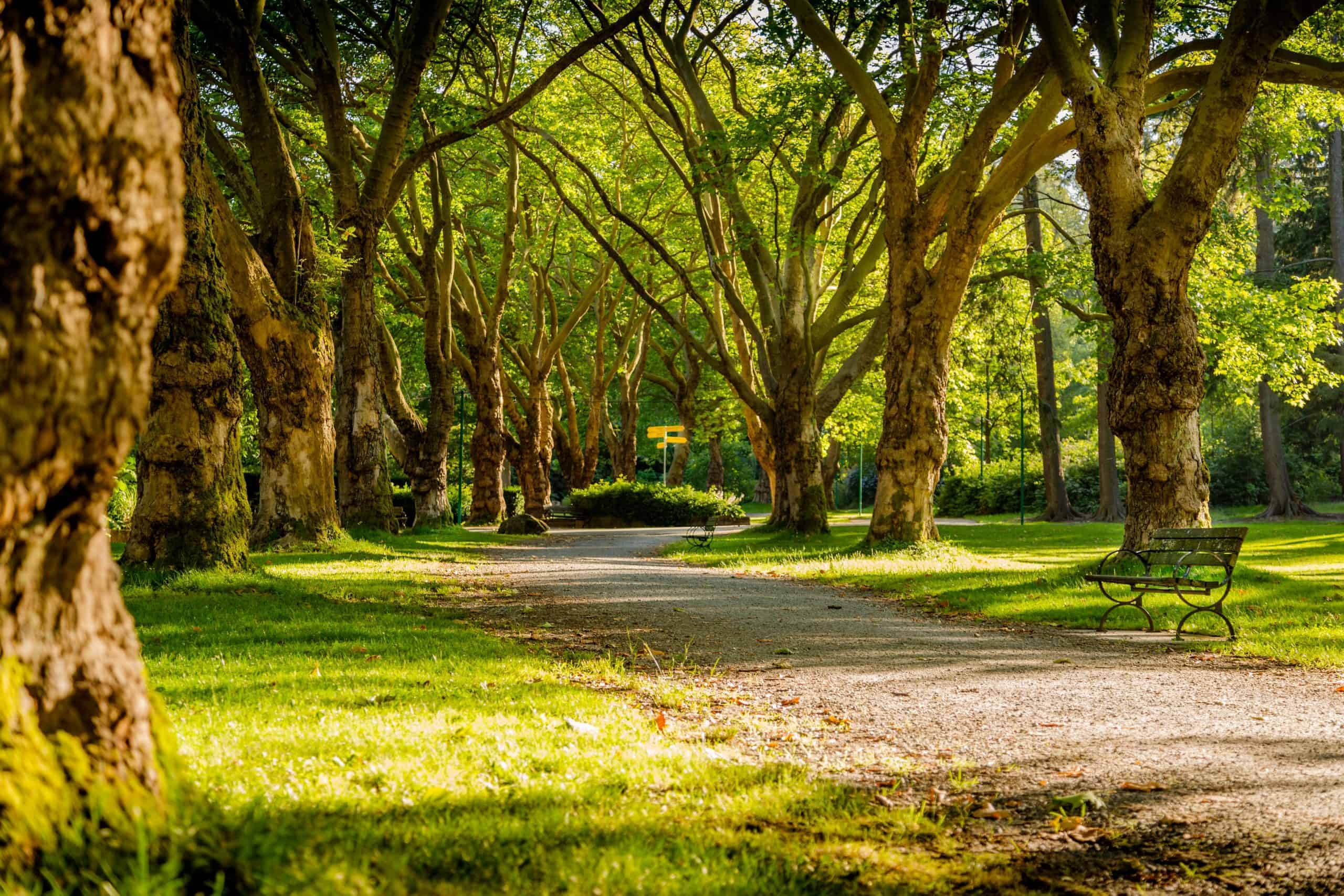 A path leading through trees