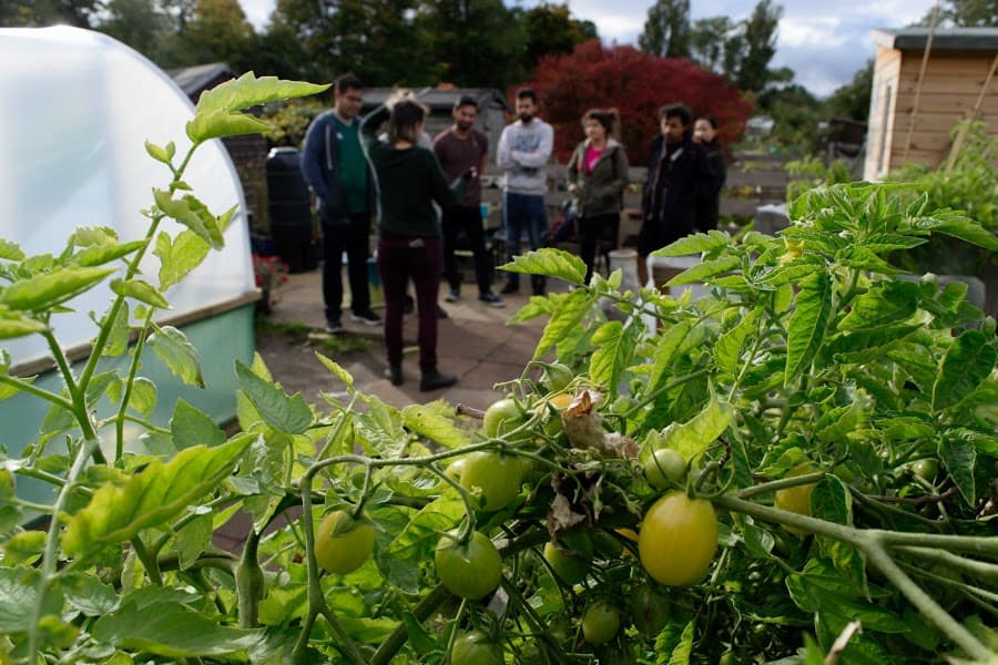 A group of people gather in conversation outside a greenhouse surrounded by tomato plants.