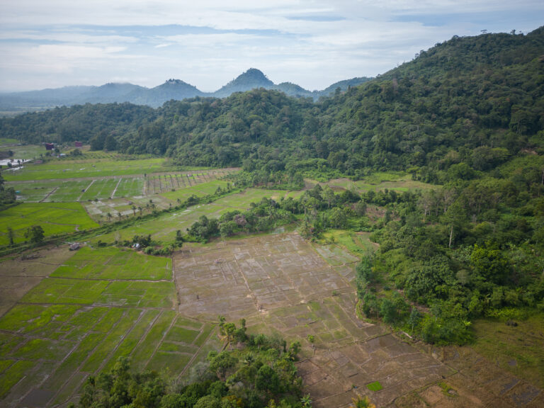 Aerial view of crop fields backed by a lush rainforest.
