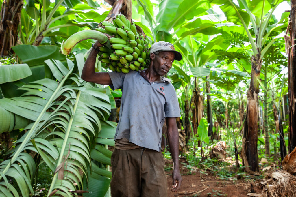 A photo of a farmer carrying bananas
