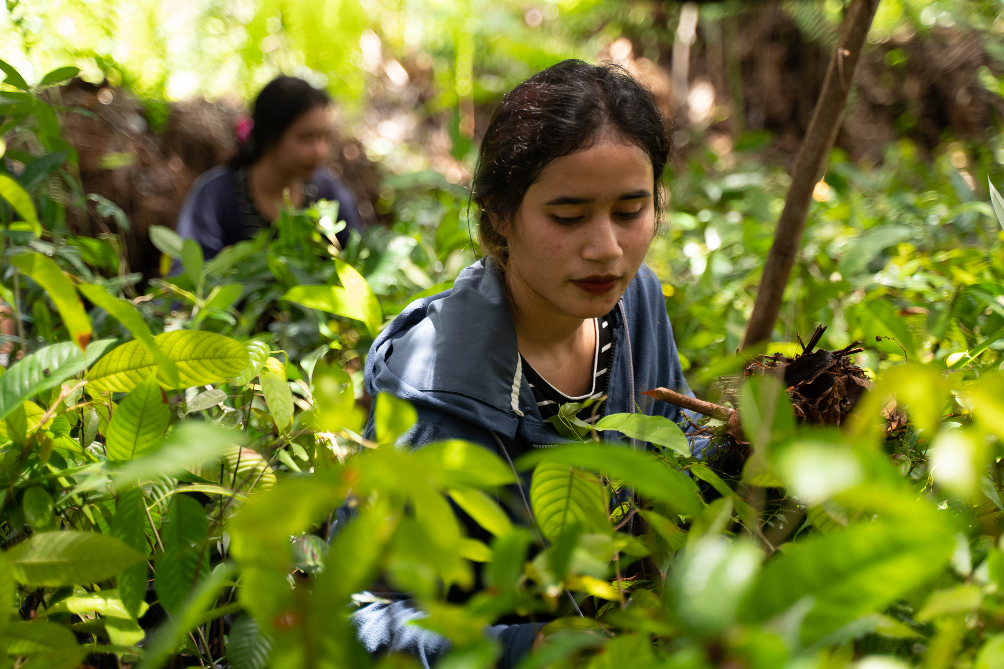 A young women kneels and works in a field of rainforest plants