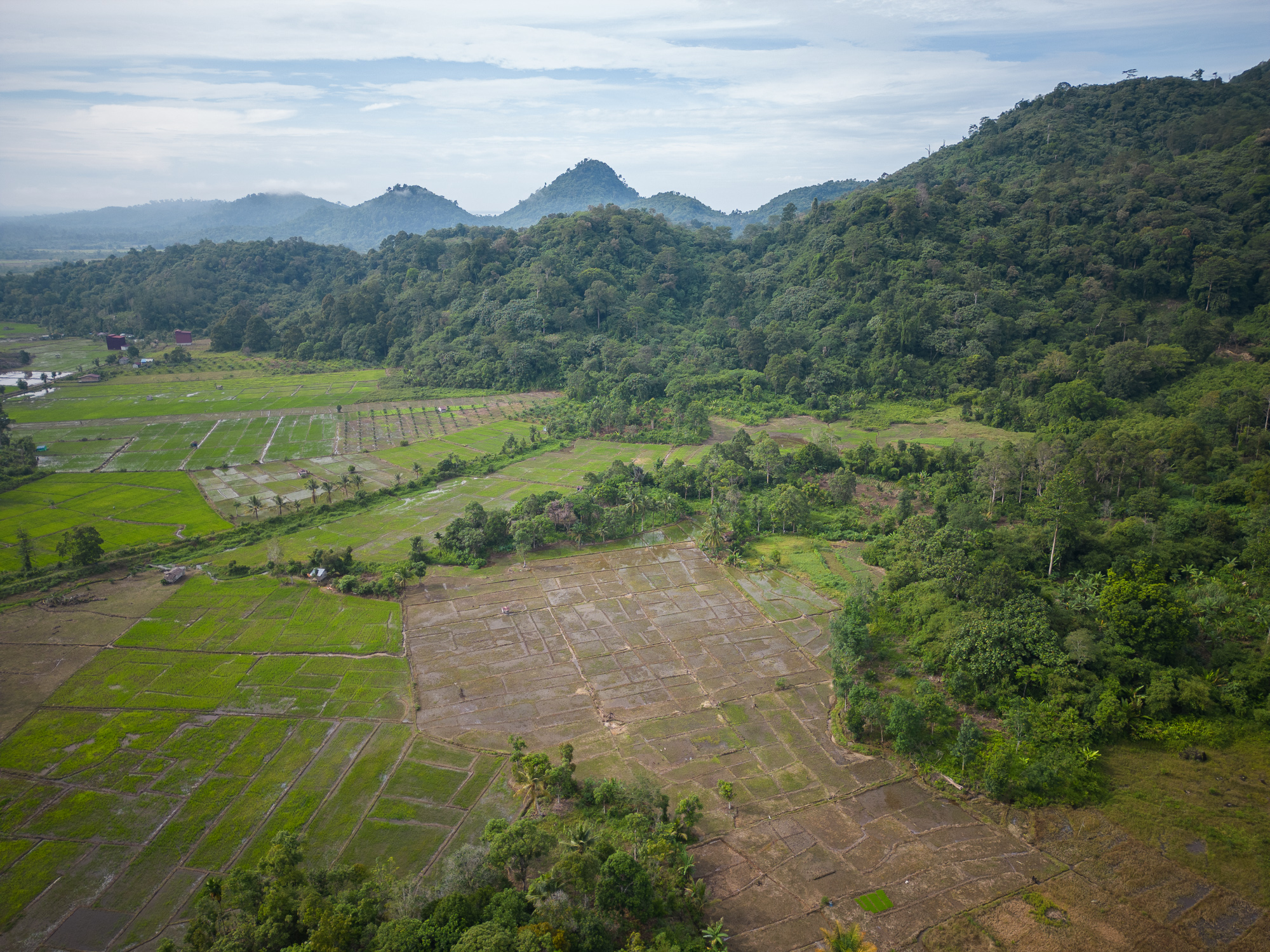 Aerial view of dug up crop fields backed by a lush rainforest