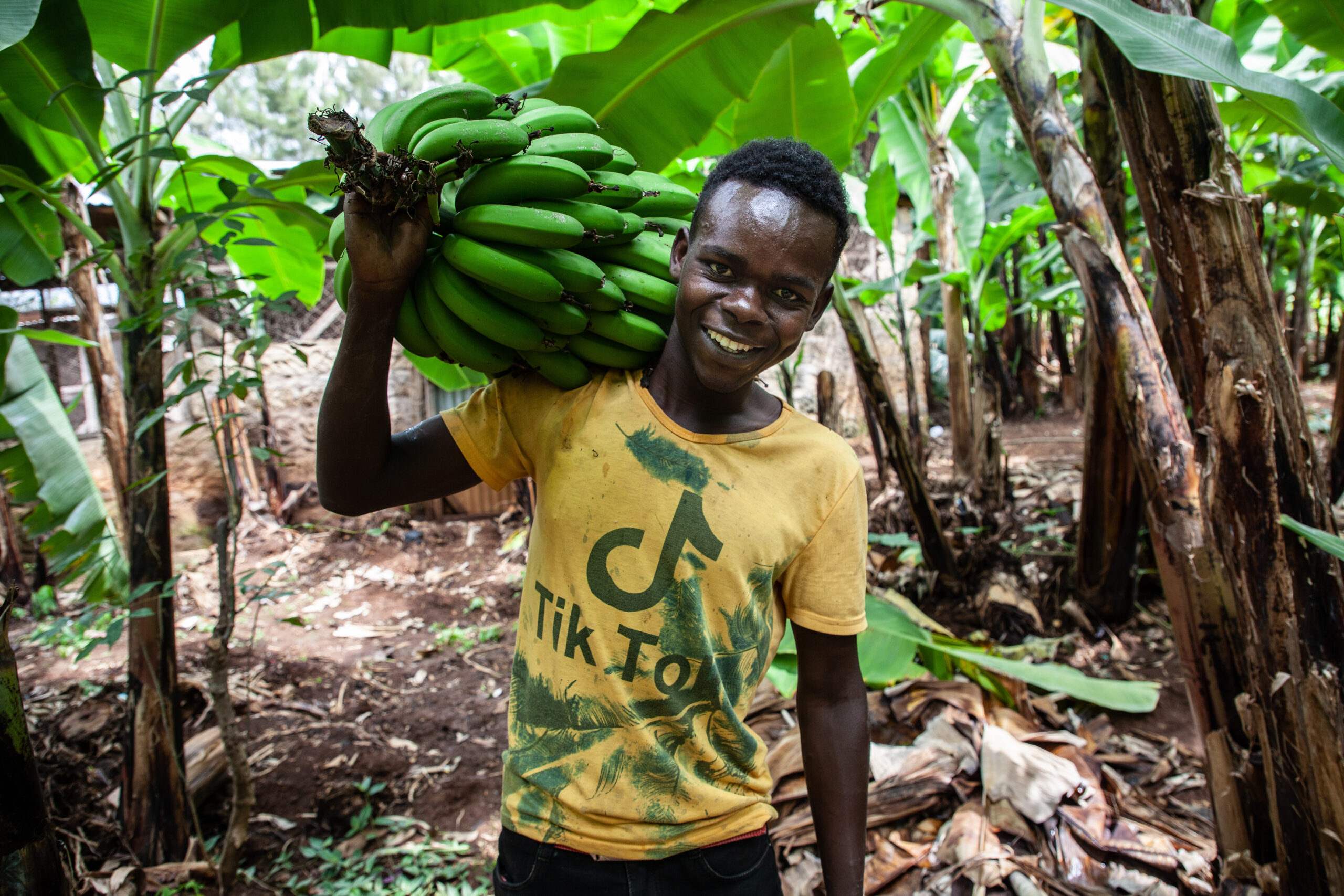 A youth harvester takes a freshly harvested banana bunch to sorting before export.