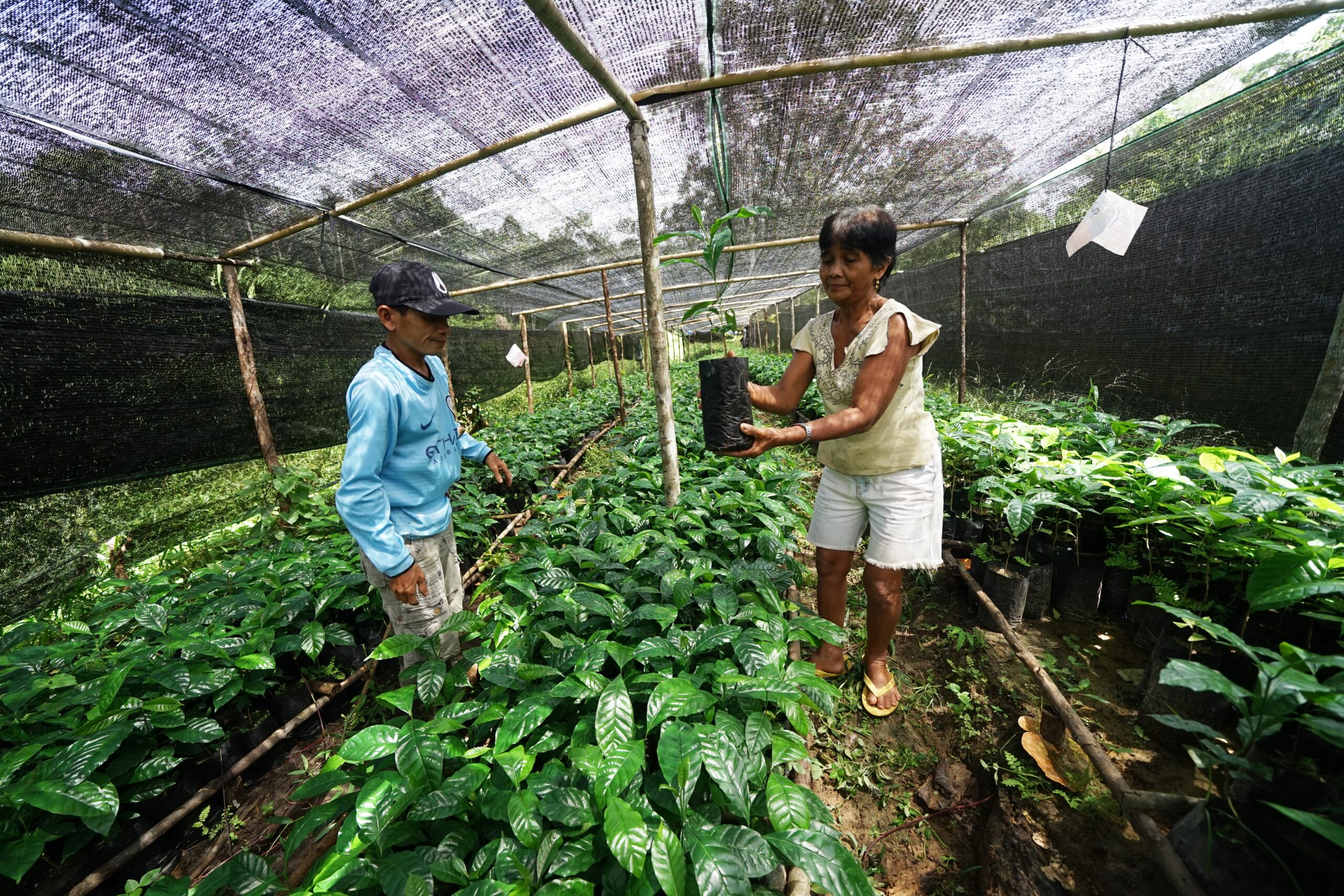 A man and woman in a greenhouse planting trees