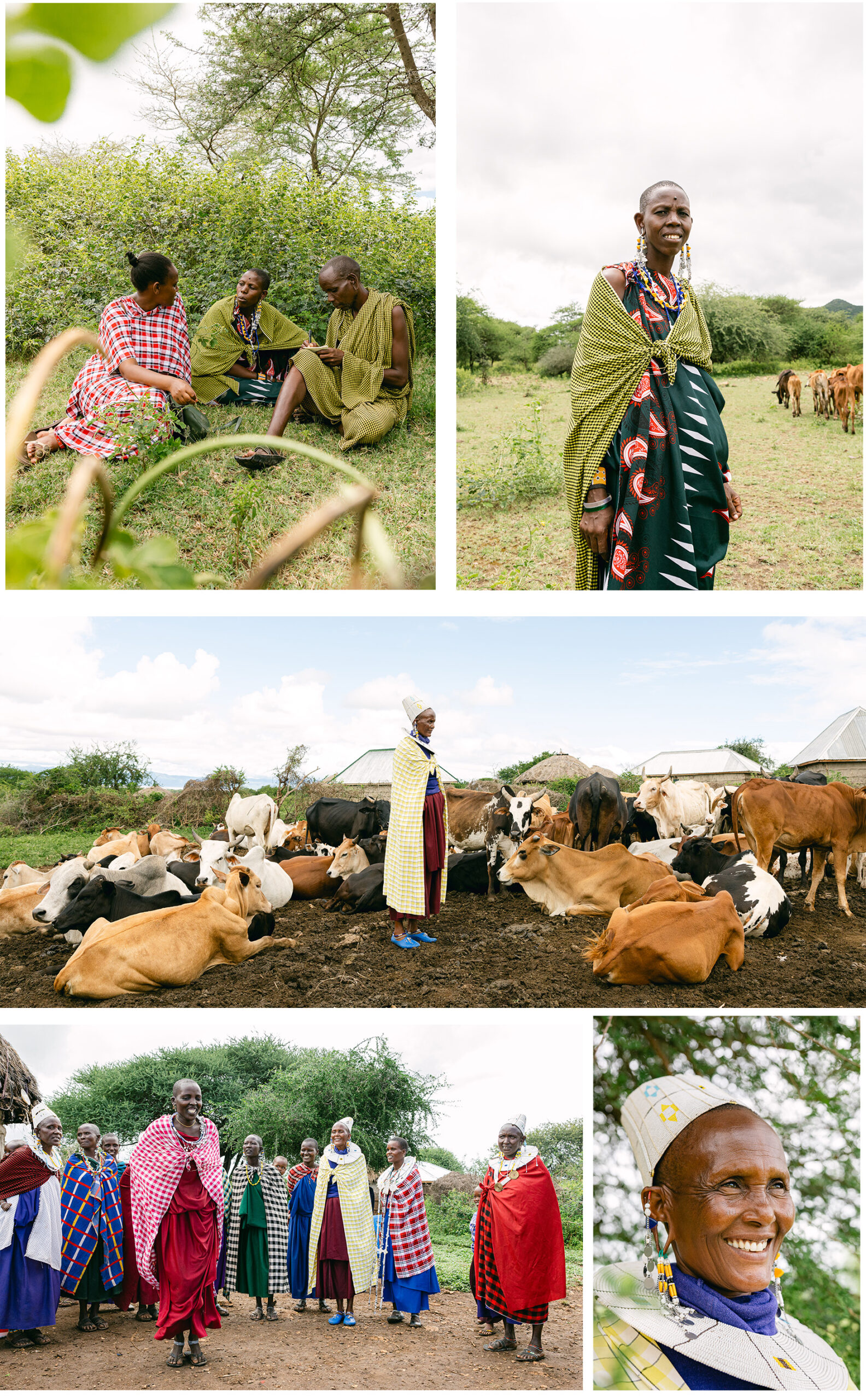Collection of photos of the 2024 Ashden Award winner Ujamaa Community Resource Team. At the top on the left-hand side are three people sitting on grass talking to each other. On the right-hand side is portrait of an indigeneous woman. Below is an indigenous woman surrounded by cows. Below on the left-hand side are tribe members jumping. On the right-hand side is a close up portrait of a woman smiling. 