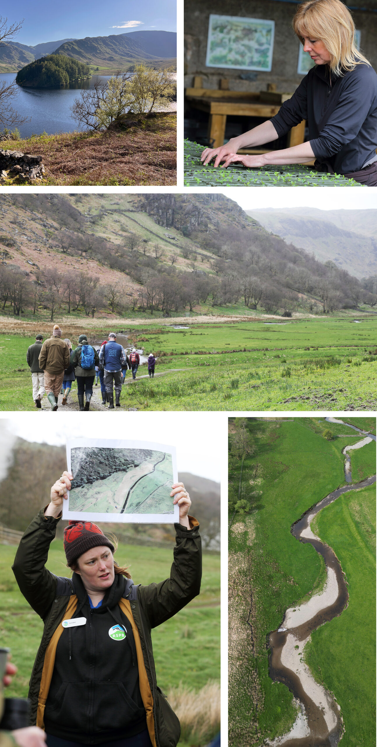 Collection of photos of the 2024 Ashden Award winner Wild Haweswater. At the top on the left-hand side is the landscape of hills and a lake. On the right-hand side is a lady putting seedlings into compost. Below is a group of vistors walking on a path with a hill in the background. Below on the left-hand side is a RSPB team member holding up a map. On the right-hand side is a aerial shot of a wiggly river. 